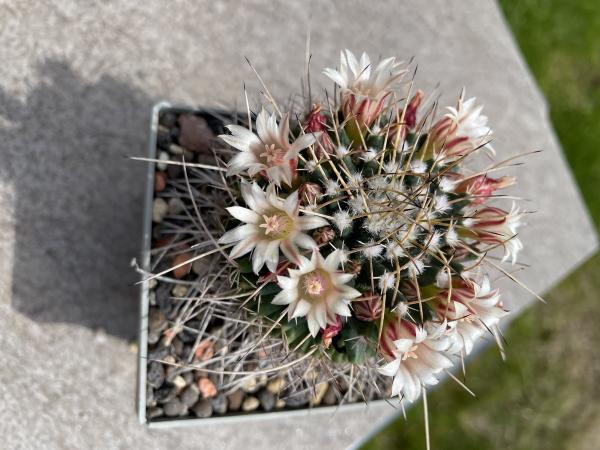Mammillaria saxicola